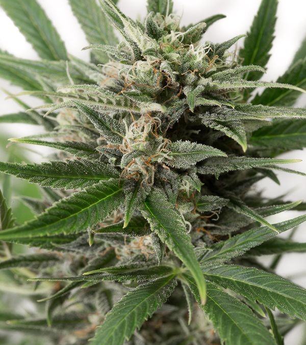 Top-Notch Quality and Great Yield with the Best Autoflowering Seeds