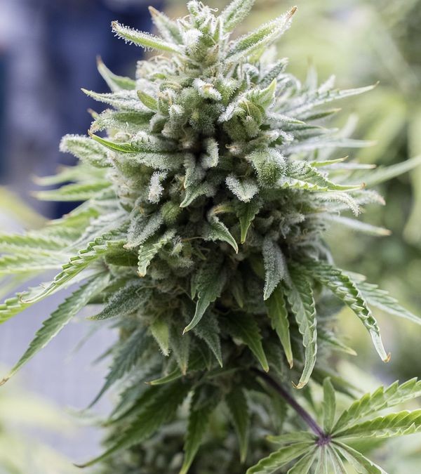 OG Kush Seeds – A Beautifully Potent Strain of Piney-Lemony Flavor and an Energizing High