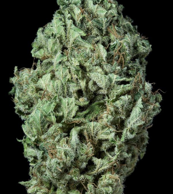 Sour Diesel Seeds – Powerful and Brilliant, for a Relaxed and Outgoing High