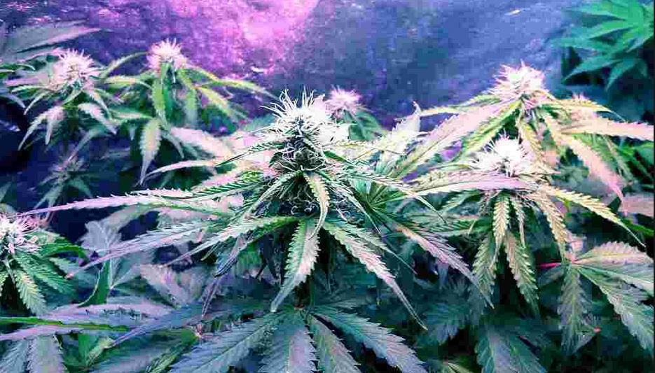 Northern Lights Seeds – The History Behind This Legendary Strain and the Qualities That Make It One of a Kind