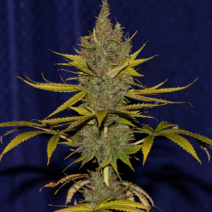 NSB NO C99 x Blueberry FAST Feminised Seed png