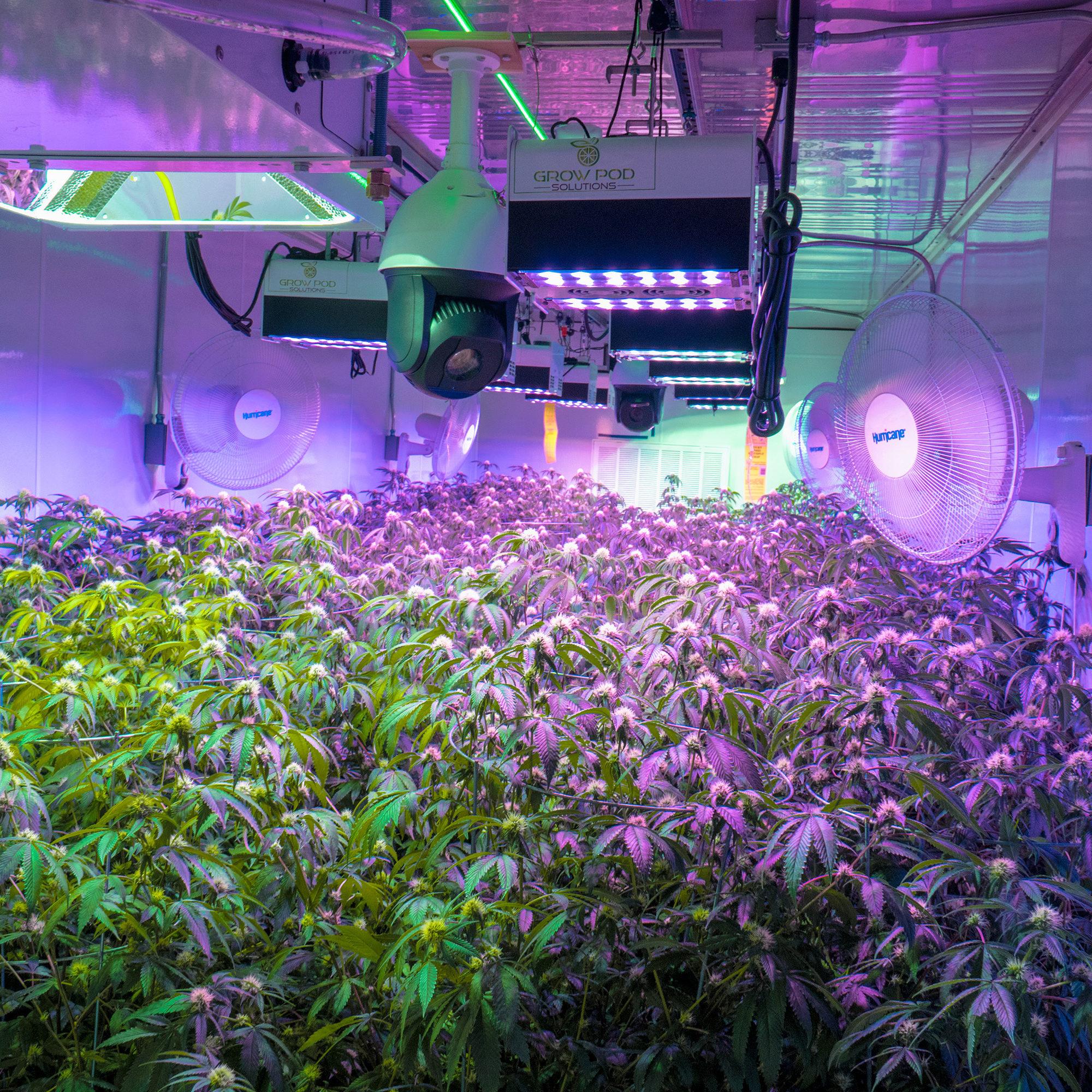 Growing Cannabis Indoors Niagara Seed Bank ingredient-of-the-season-pumpkins