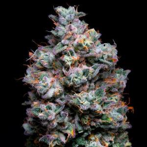 CREATOR: gd jpeg v1.0 (using IJG JPEG v62), quality = 90