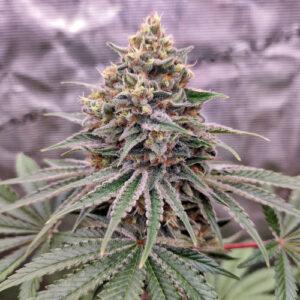 CREATOR: gd jpeg v1.0 (using IJG JPEG v80), quality = 90