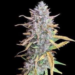 CREATOR: gd jpeg v1.0 (using IJG JPEG v62), quality = 95