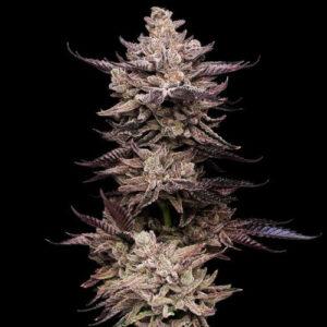 CREATOR: gd jpeg v1.0 (using IJG JPEG v80), quality = 90