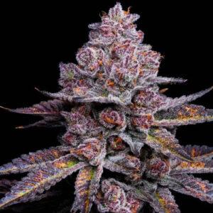 garapples feminized seeds