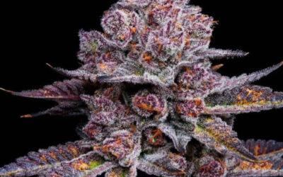 New Fall Strains at the Niagara Seed Bank