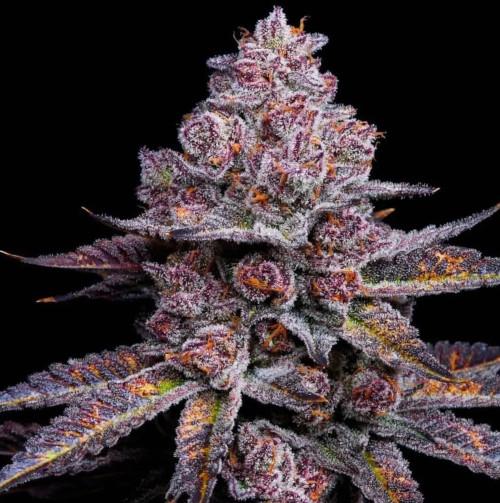 garapples feminized seeds