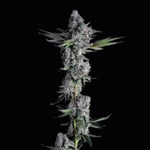 CREATOR: gd jpeg v1.0 (using IJG JPEG v80), quality = 90