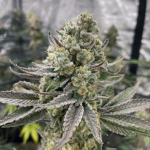 CREATOR: gd jpeg v1.0 (using IJG JPEG v62), quality = 80