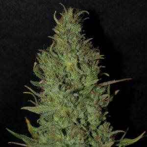 NGSC BC Golden Skunk