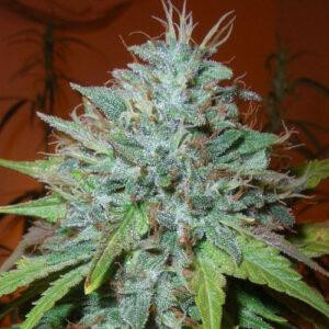 NGSC Grapefruit Kush