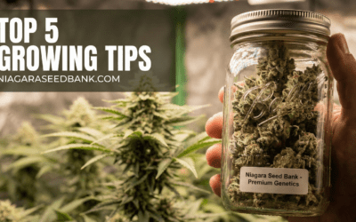 Top 5 Growing Tips for a Bumper Harvest this Season